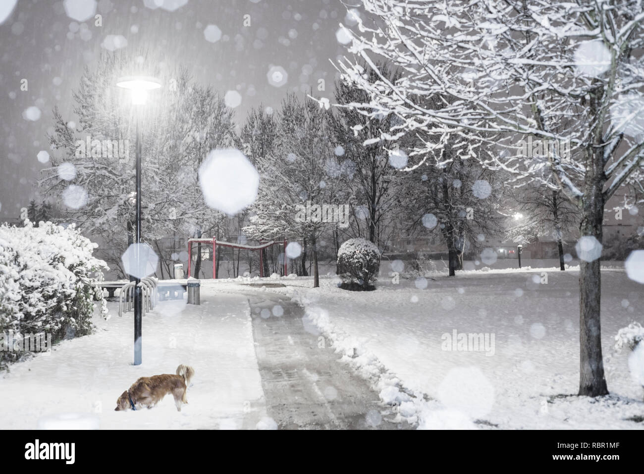 La promenade du chien dans un parc enneigé de nuit avec des flocons de neige et rétroéclairées, Allemagne Banque D'Images