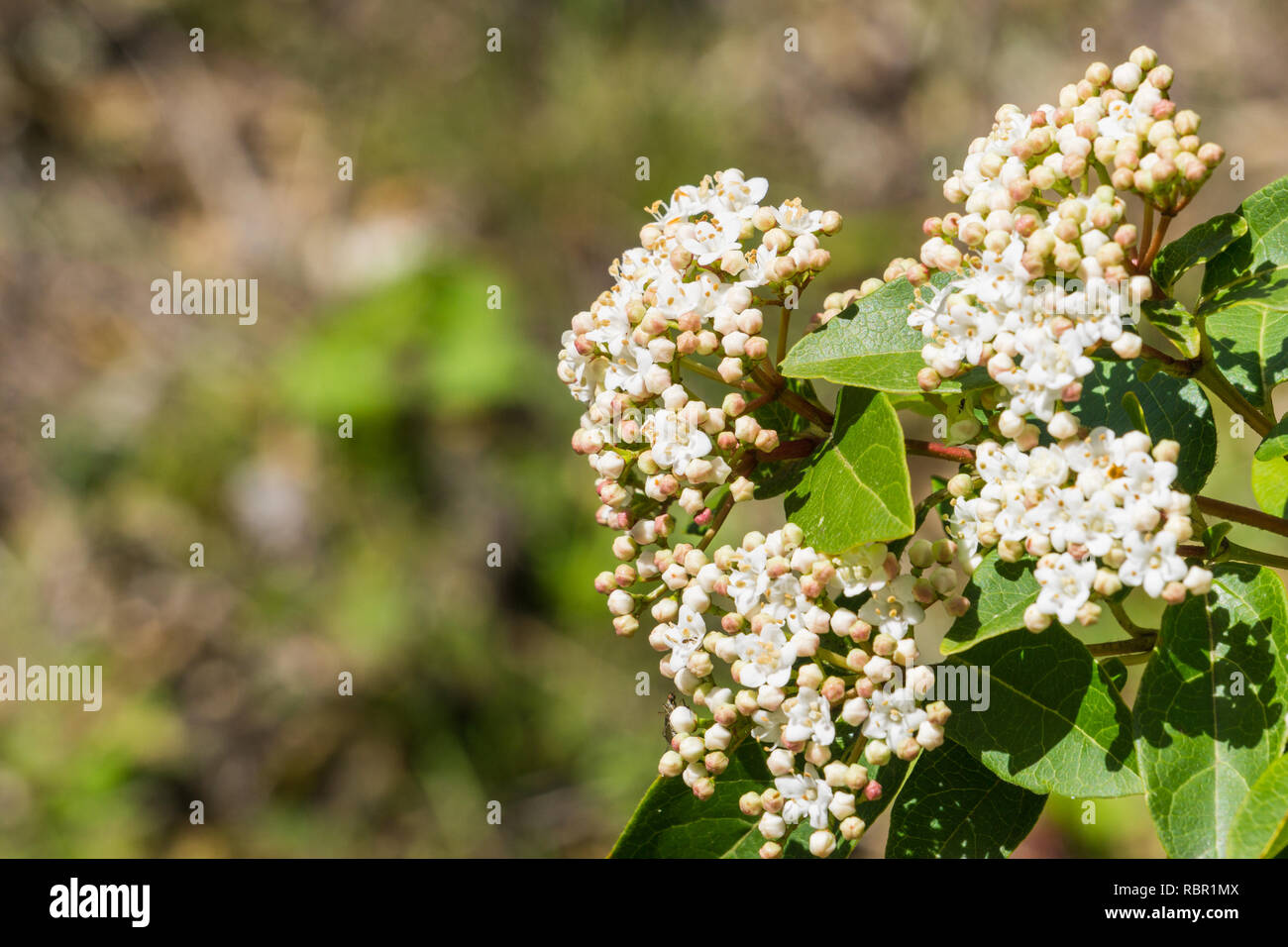 Viburnum Tinus Flower Stock Photos Viburnum Tinus Flower Stock