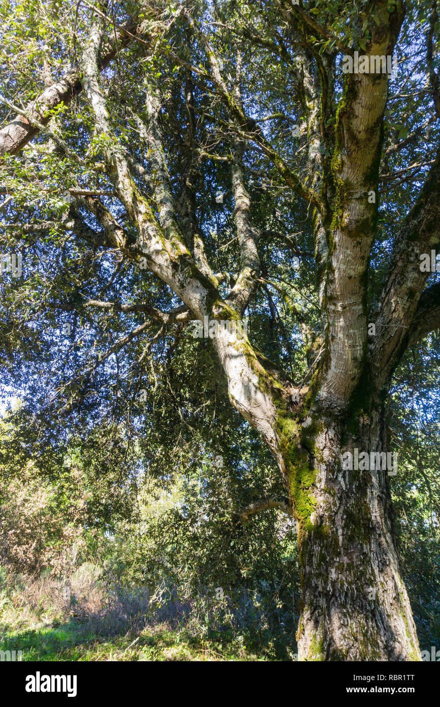 Grand Live Oak tree, Californie Banque D'Images