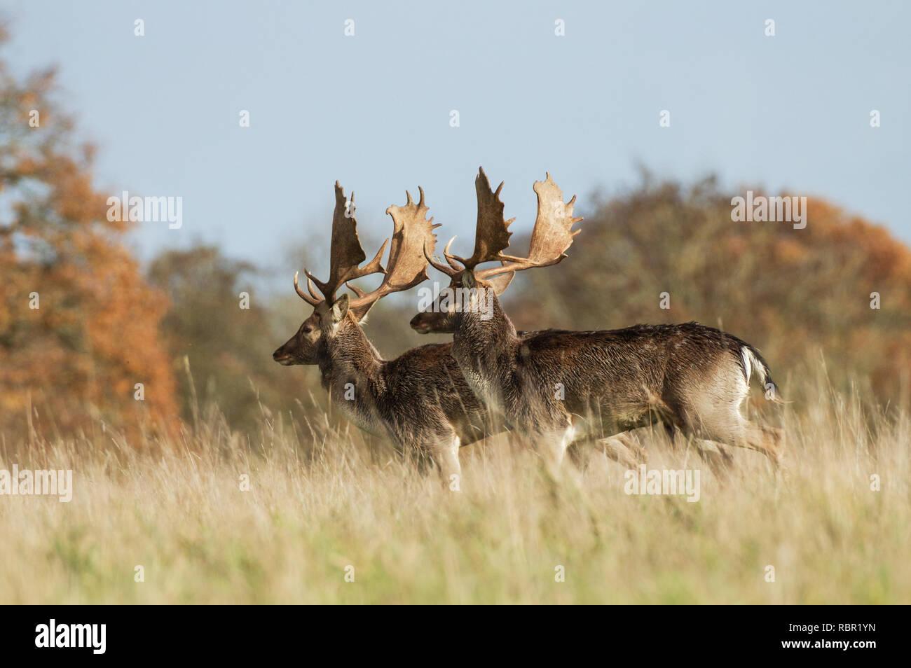 Daims dans le West Sussex, Angleterre Banque D'Images