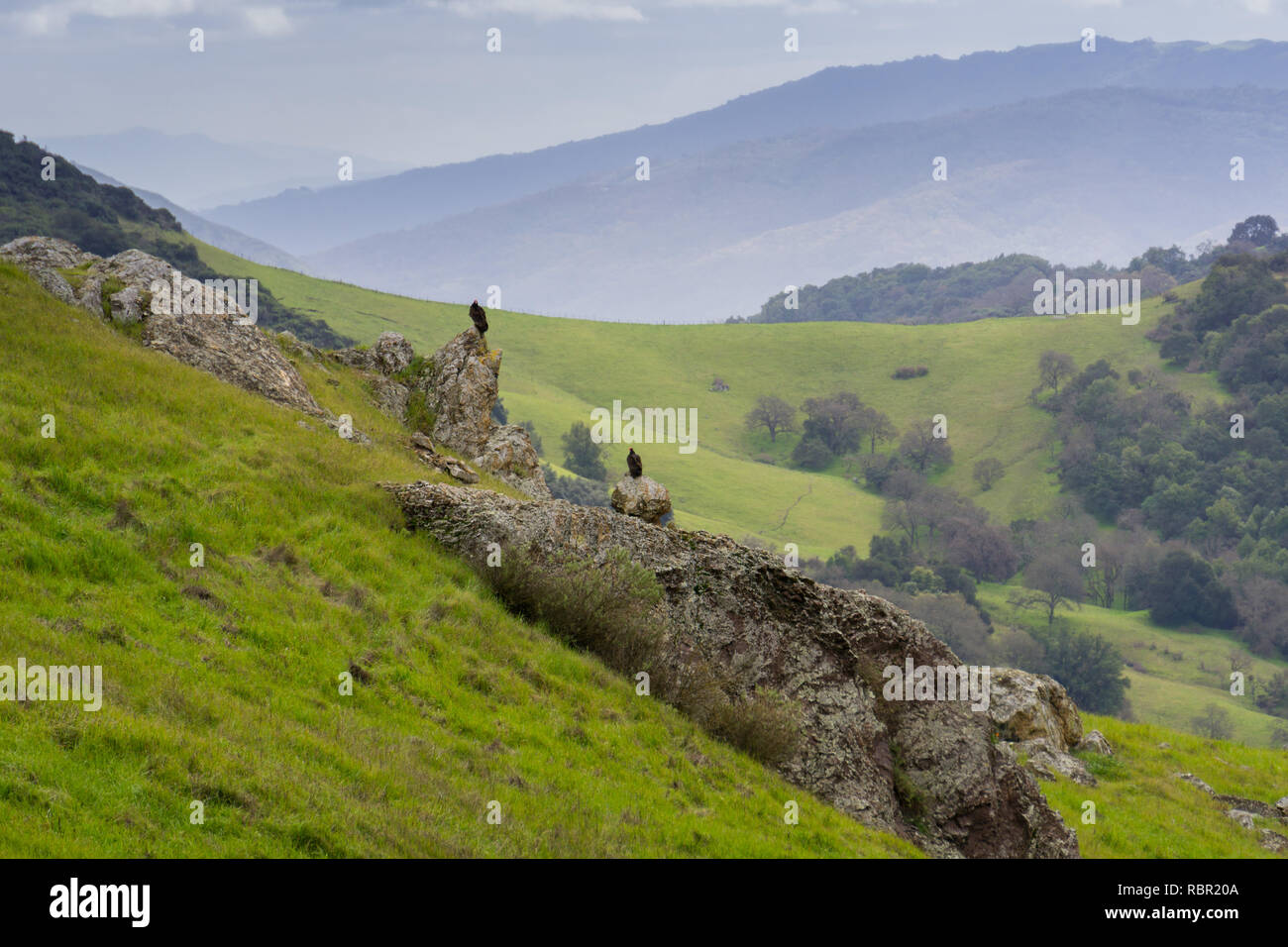 Les vautours assis sur un rocher dans une vallée sur un jour de pluie, en Californie Banque D'Images