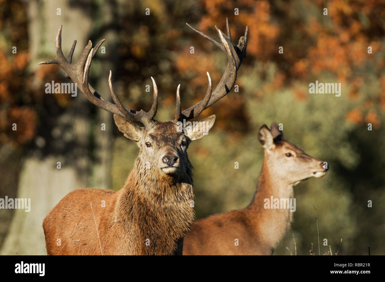 Red Deer dans le West Sussex, Angleterre Banque D'Images