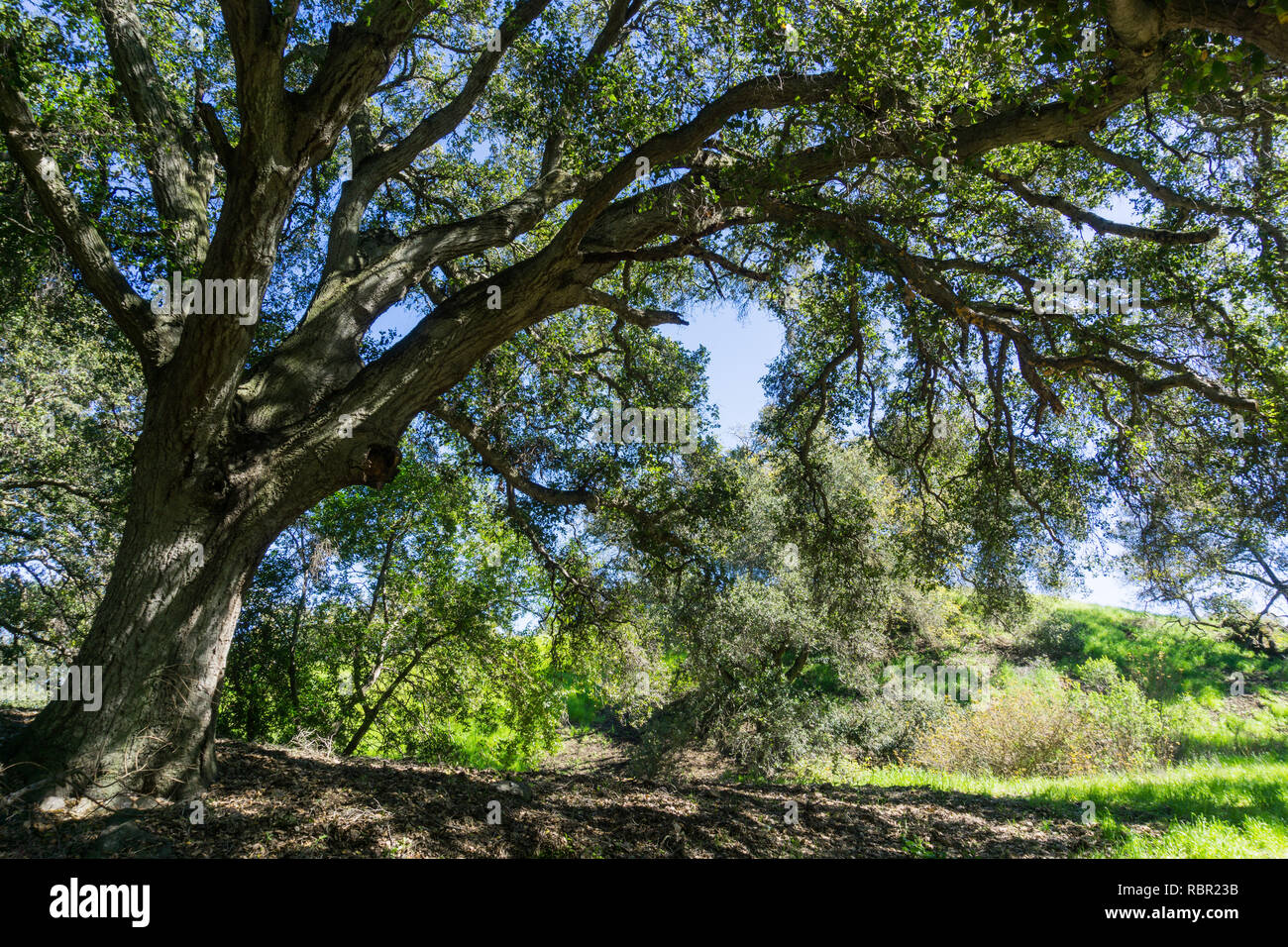 Grand chêne offrant de l'ombre, Santa Teresa County Park, San Jose, Californie Banque D'Images