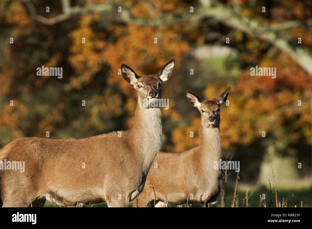 Red Deer dans le West Sussex, Angleterre Banque D'Images