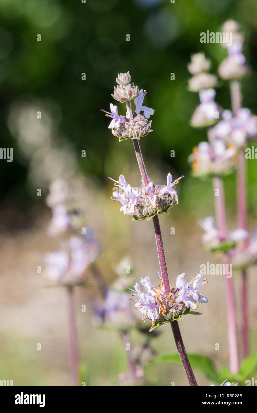 Cleveland sauge (Salvia clevelandii) des fleurs au printemps sur un arrière-plan flou, Californie Banque D'Images