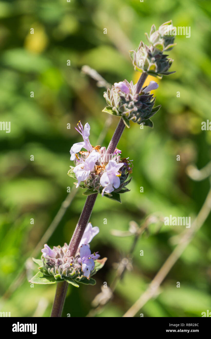 Cleveland sauge (Salvia clevelandii) des fleurs au printemps sur un arrière-plan flou, Californie Banque D'Images