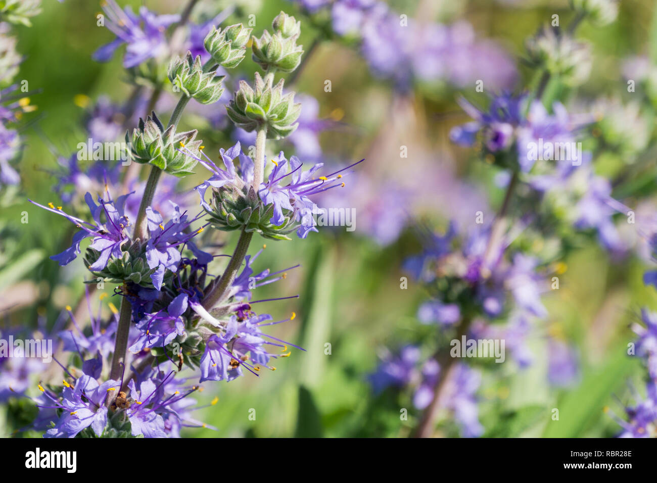 Close up of Cleveland sauge (Salvia clevelandii) des grappes de fleurs au printemps, en Californie Banque D'Images