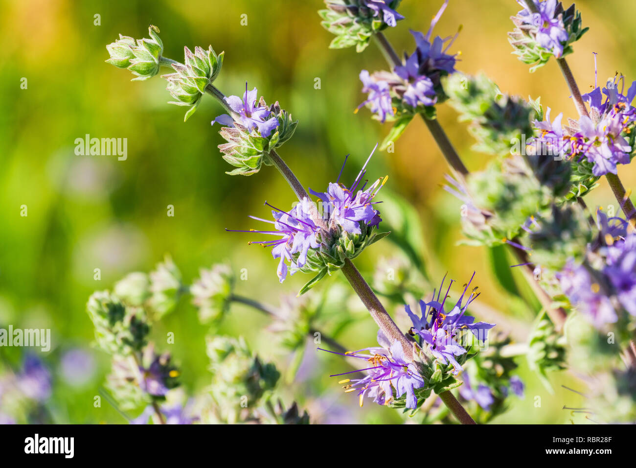 Cleveland sauge (Salvia clevelandii) fleurs en croissance sur une prairie prairie au printemps, en Californie Banque D'Images