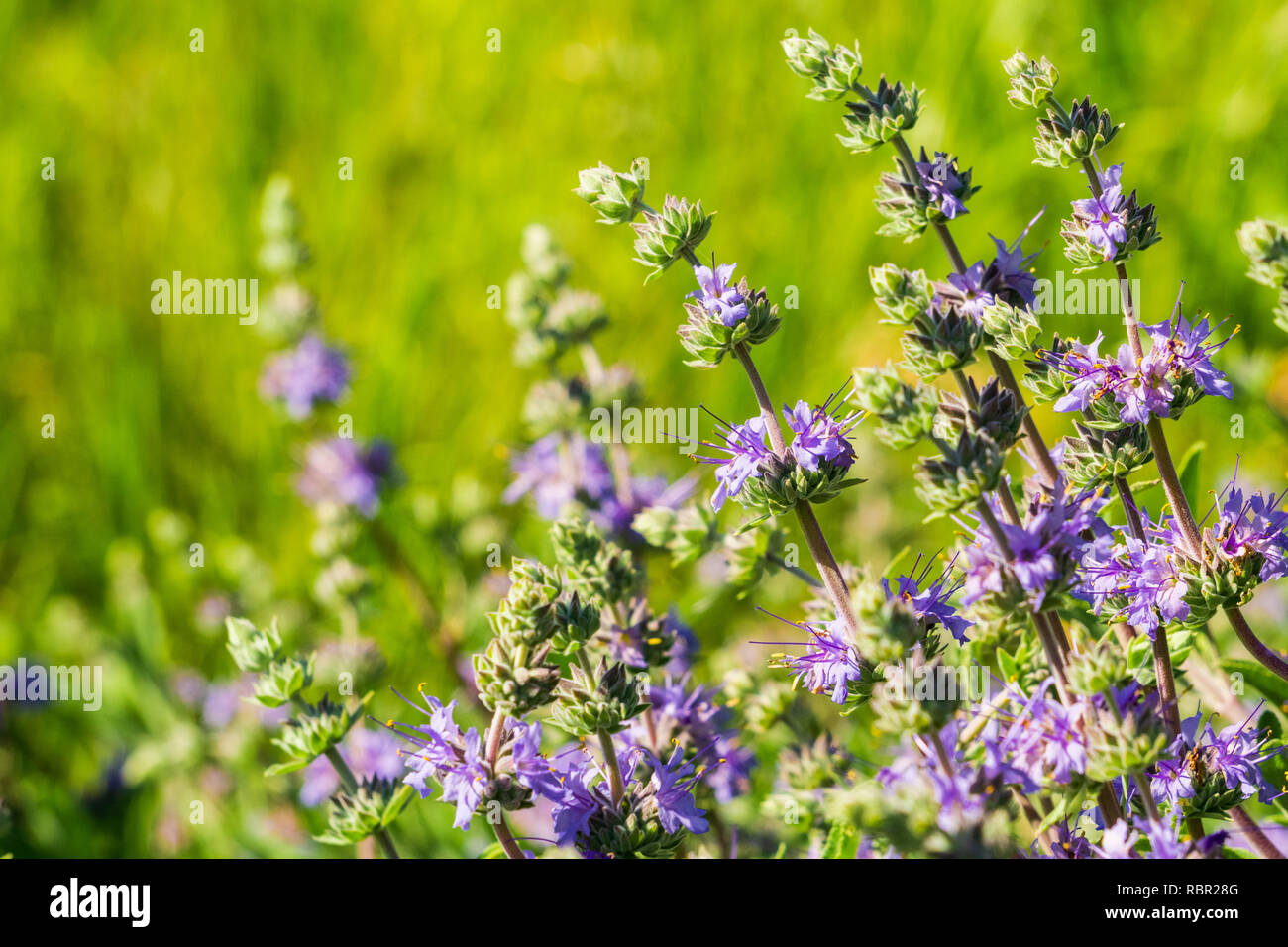 Cleveland sauge (Salvia clevelandii) fleurs en croissance sur une prairie au printemps, en Californie Banque D'Images