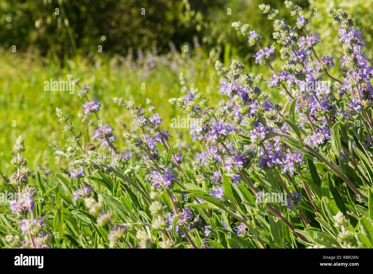 Cleveland sauge (Salvia clevelandii) fleurs en croissance sur une prairie au printemps, en Californie Banque D'Images