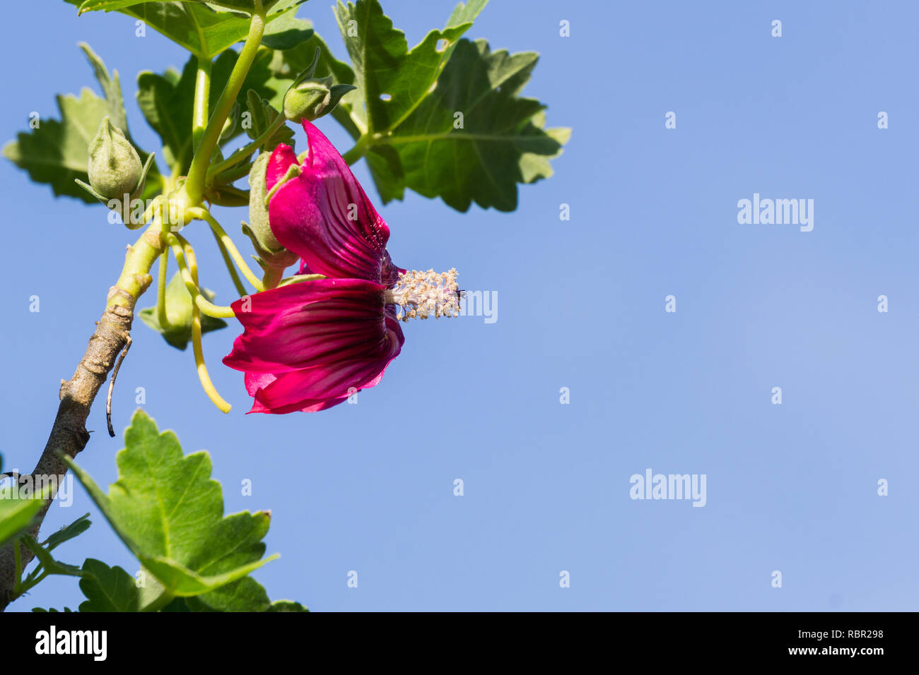 Close up of Island Tree Mallow Malva (assurgentiflora) sur un fond de ciel bleu, Ulistac Natural Area, Californie Banque D'Images