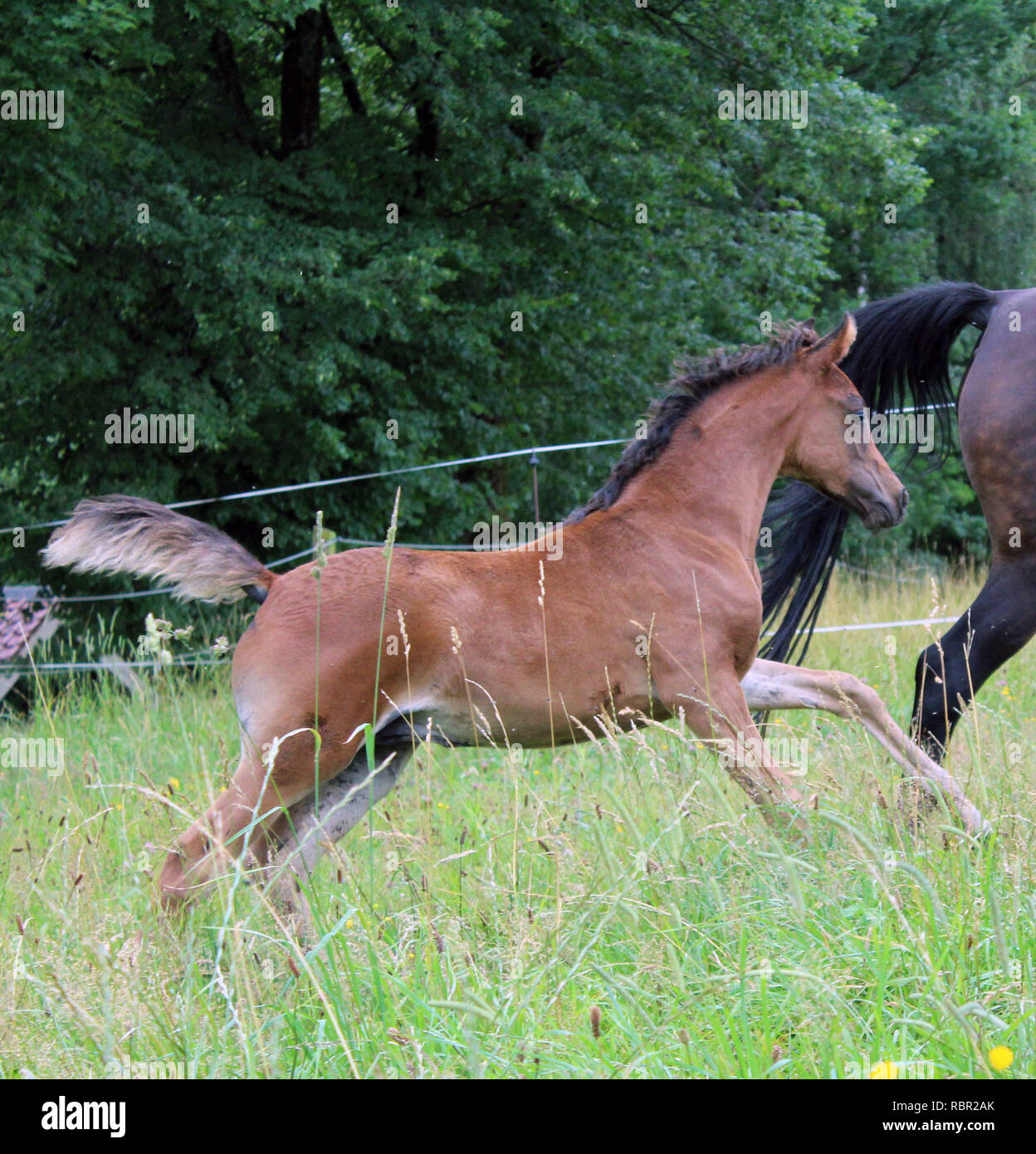 Beau brun cheval arabe poulain joue Banque D'Images