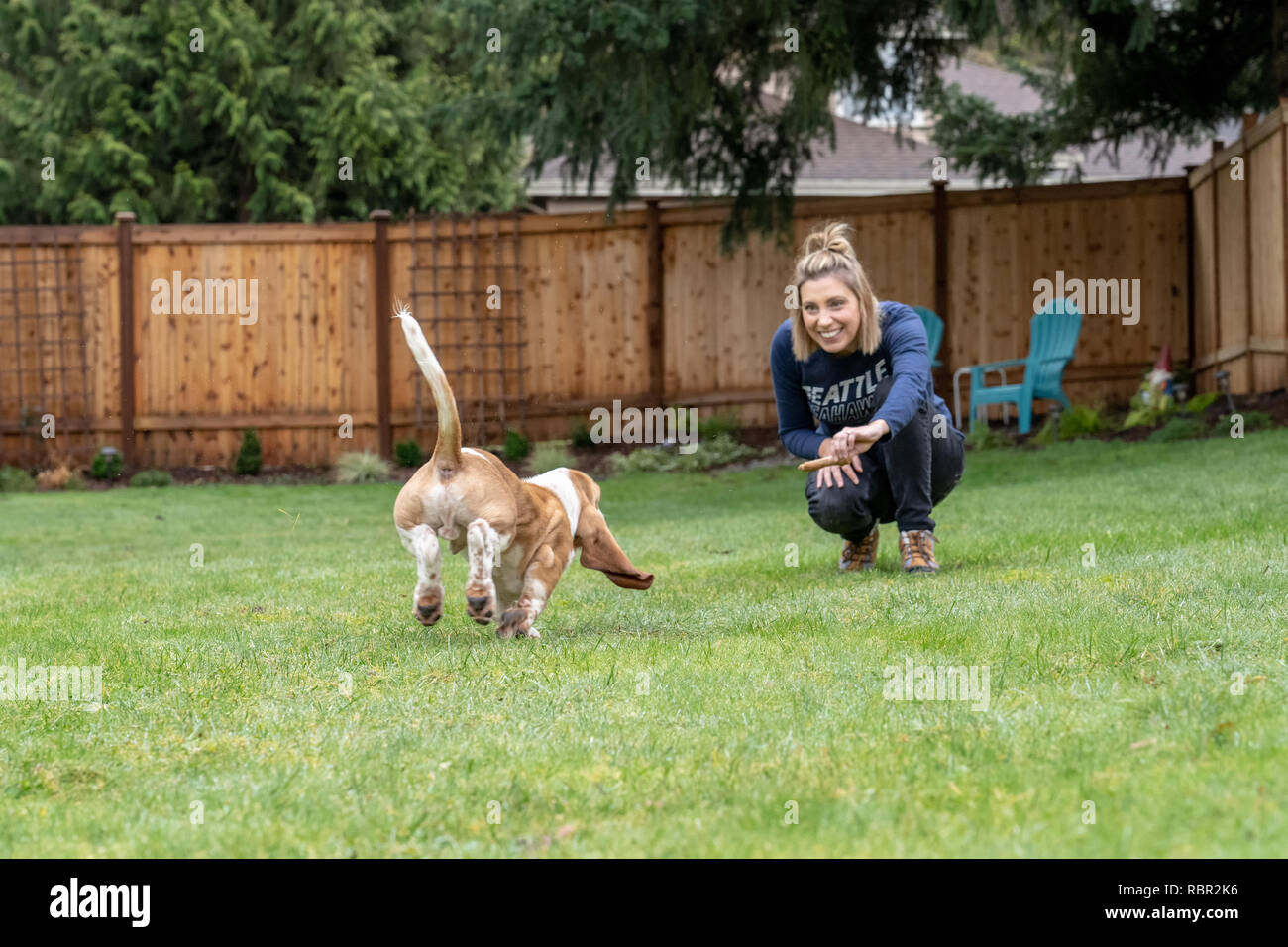 Renton, Washington, USA. Cinq mois chiot Basset Hound 'Elvis' qui venaient à son propriétaire lorsqu'il est appelé avec un 'Viens', avec les éclaboussures d'eau Banque D'Images Renton, Washington, USA. Cinq mois chiot Basset Hound 'Elvis' qui venaient à son propriétaire lorsqu'il est appelé avec un 'Viens', avec les éclaboussures d'eau Banque D'Images
