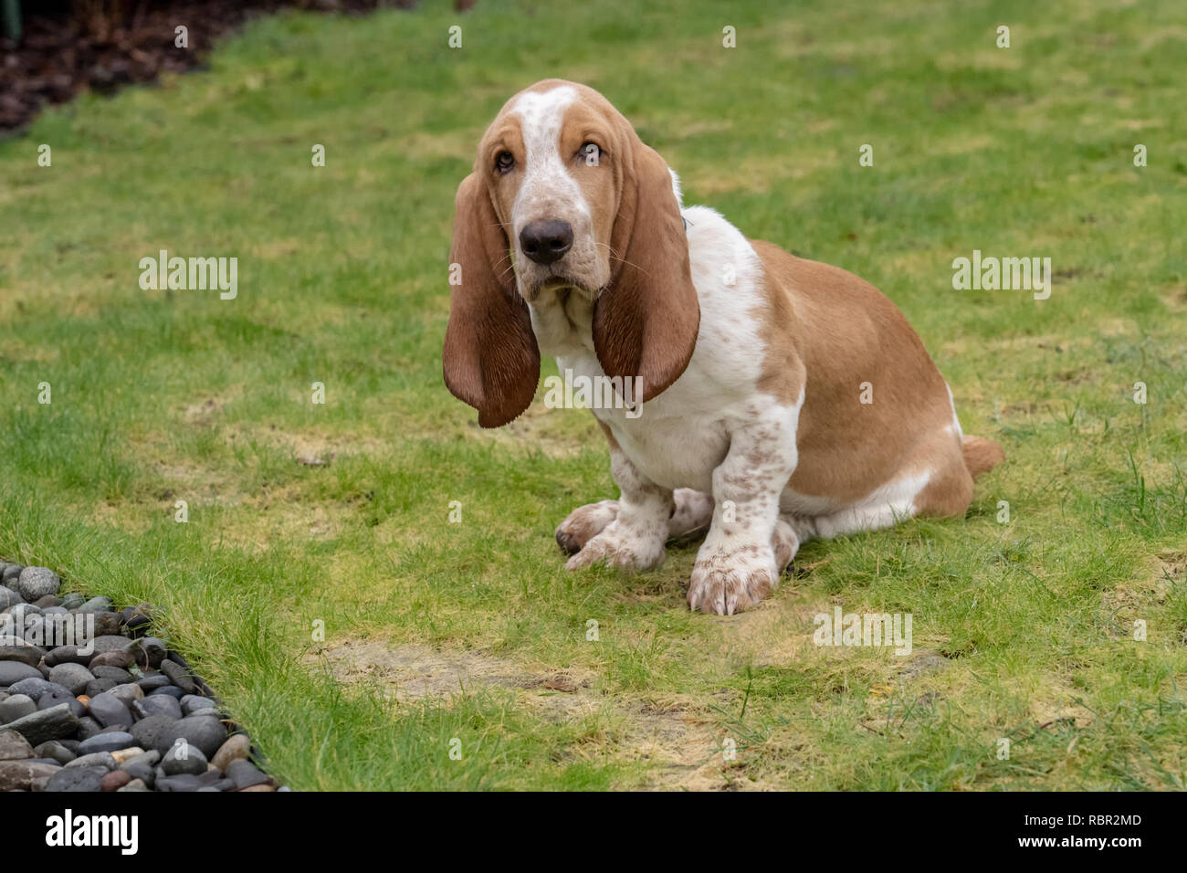 Renton, Washington, USA. Cinq mois chiot Basset Hound 'Elvis' Photo Stock -  Alamy