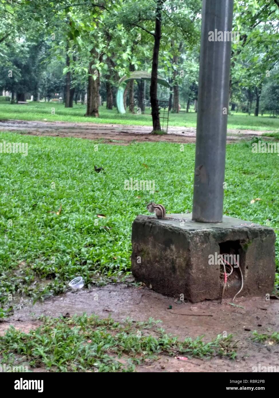 Un écureuil à Ramna Park, Dhaka. 4. Banque D'Images