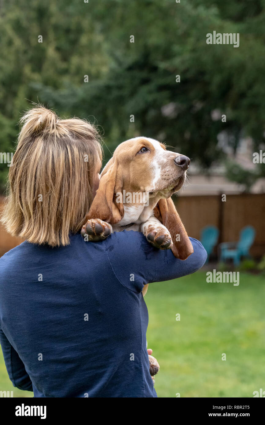 Renton, Washington, USA. Woman holding her cinq mois chiot Basset Hound 'Elvis' par dessus son épaule. Banque D'Images