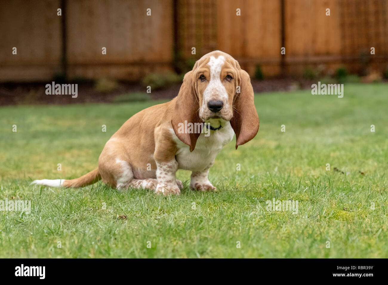 Renton, Washington, USA. Trois mois basset-hound 'Elvis' assis dans sa cour. (PR) Banque D'Images