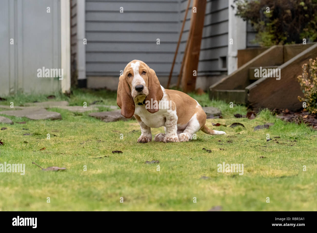 Renton, Washington, USA. Trois mois basset-hound 'Elvis' assis dans sa cour. (PR) Banque D'Images