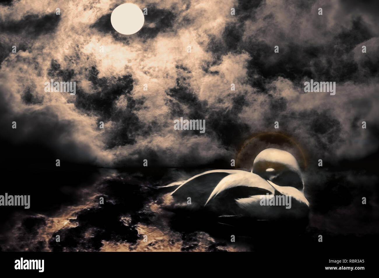 Un composite d'un canard à dormir sous une pleine lune et ciel nuageux. Banque D'Images