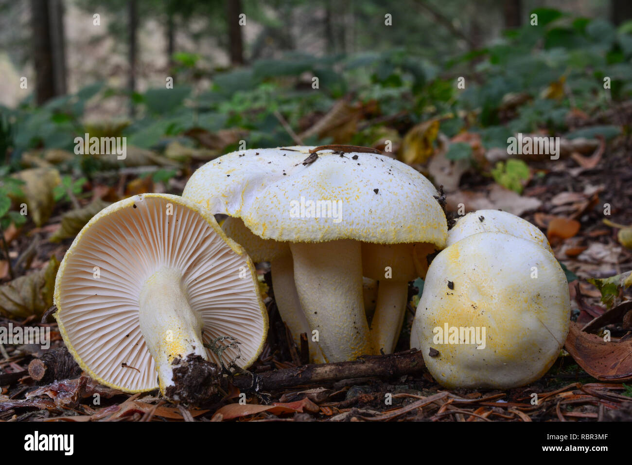 Gold flecked woodwax ou Hygrophorus chrysodon champignons dans l'habitat naturel Banque D'Images