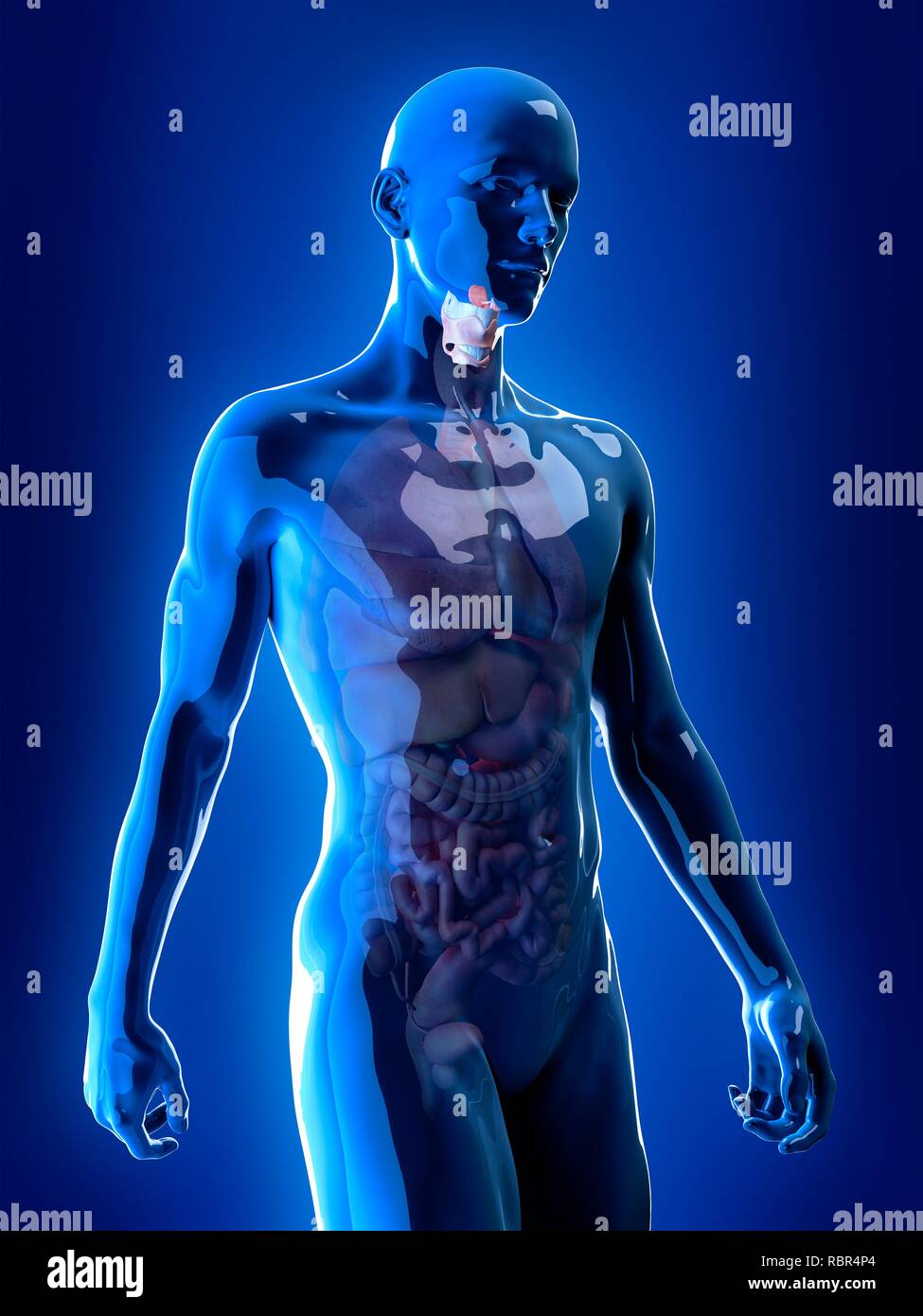 Illustration du larynx. Banque D'Images