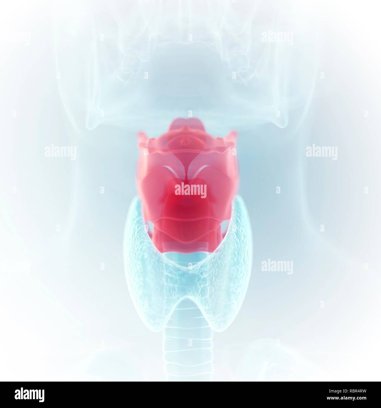 Illustration du larynx. Banque D'Images