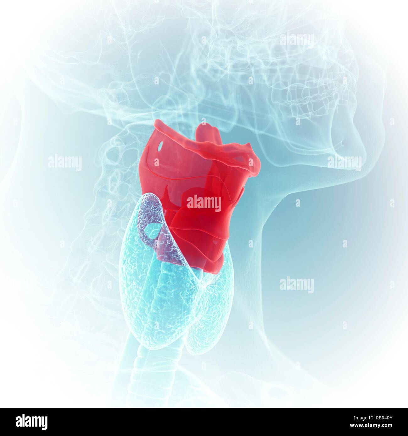 Illustration du larynx. Banque D'Images