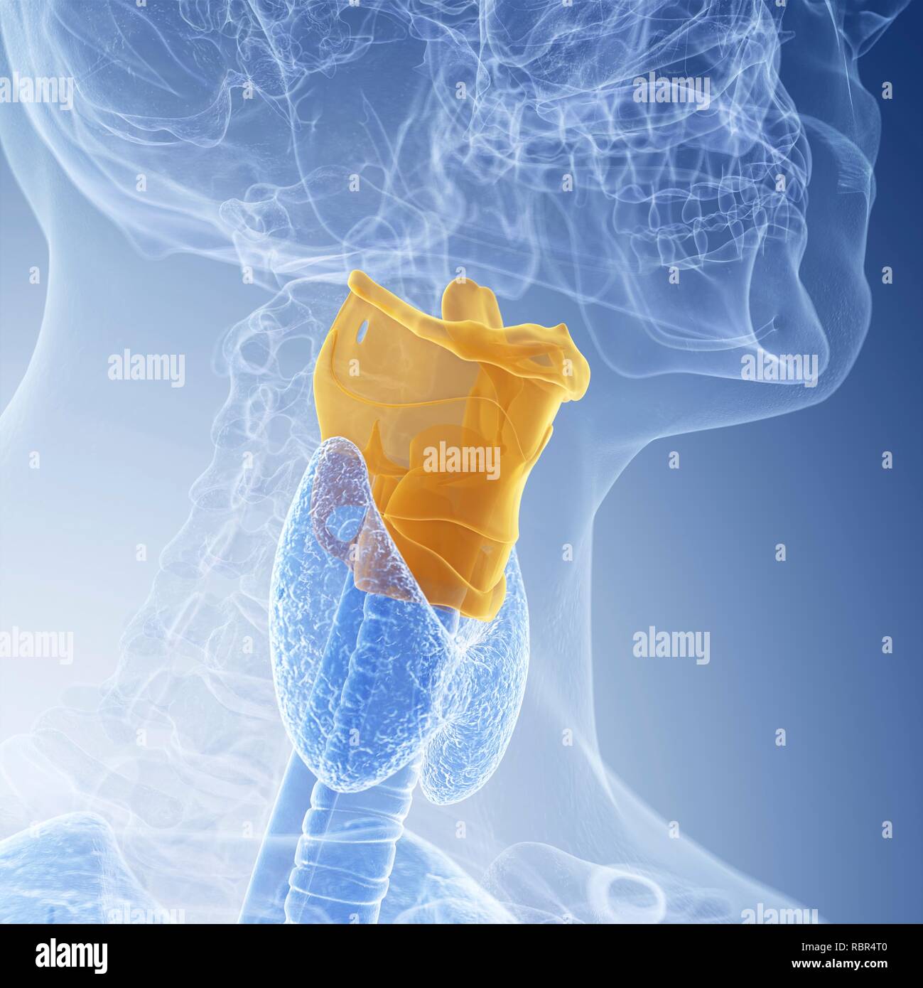 Illustration du larynx. Banque D'Images