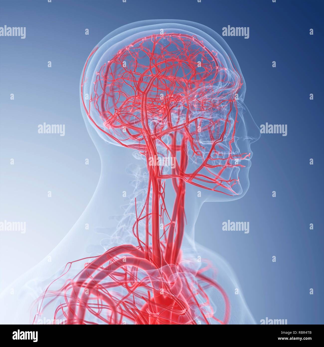 Illustration des vaisseaux sanguins de la tête. Banque D'Images