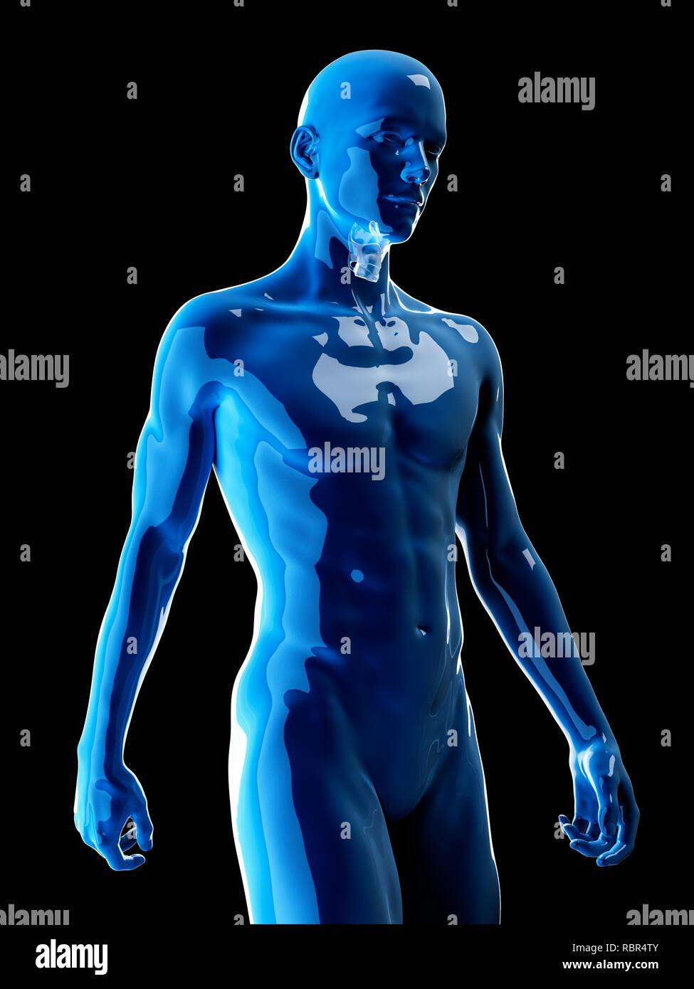 Illustration du larynx humain. Banque D'Images