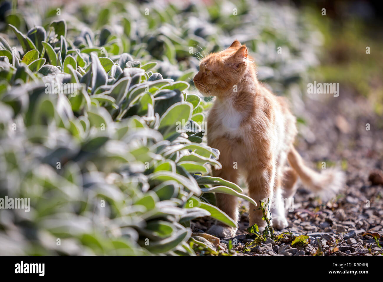 Portrait De Profil De L Orange Grand Chat Adulte Avec Des Yeux Jaunes A L Exterieur Debout Sur Des Petits Cailloux A Droite Vers Camera Sur L Floue Photo Stock Alamy Portrait De Profil De L Orange Grand Chat Adulte Avec Des Yeux Jaunes A L Exterieur Debout Sur Des Petits Cailloux A Droite Vers Camera Sur L Floue Photo Stock Alamy
