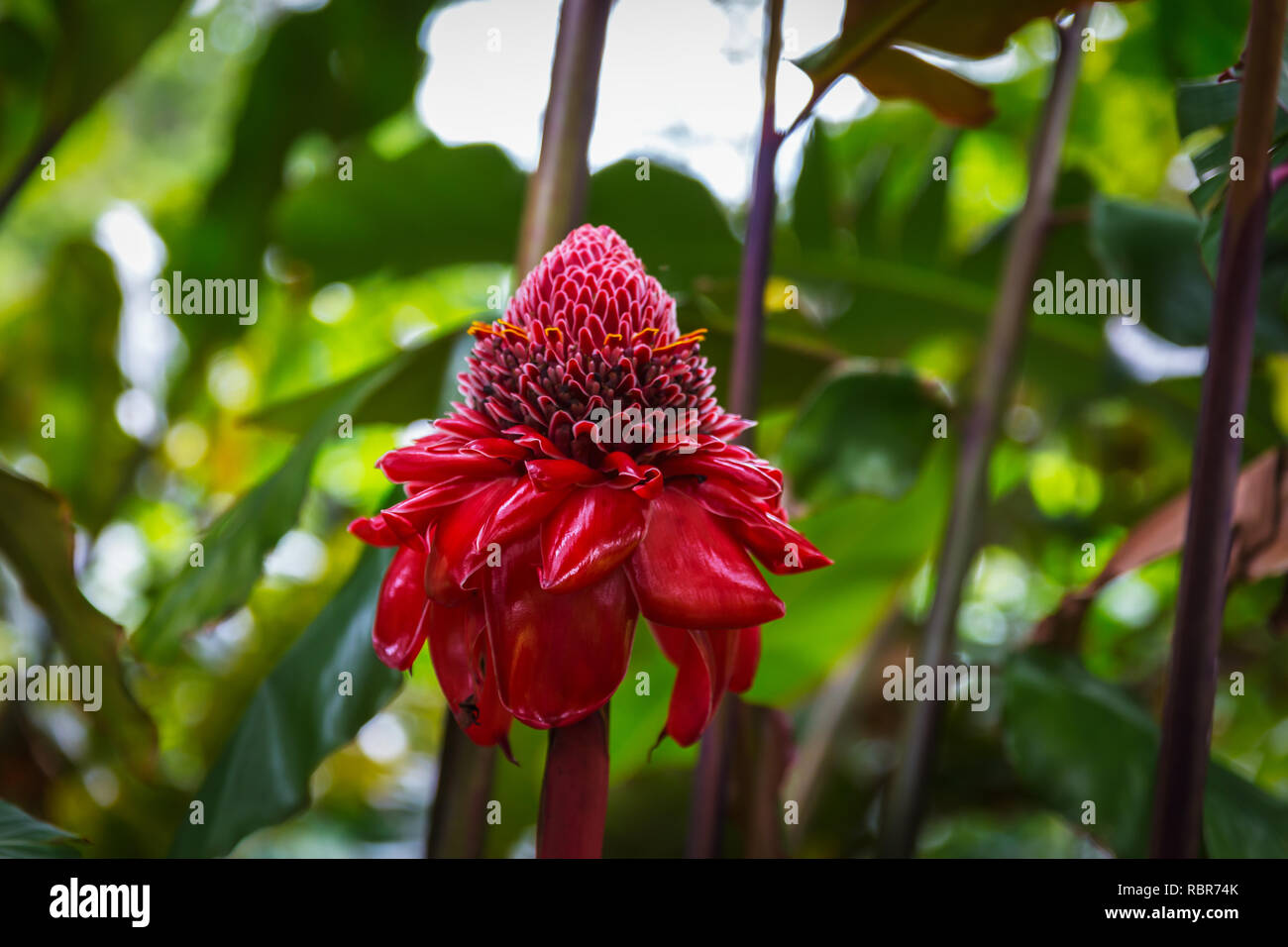 Etlingera elatior ou le chalumeau au gingembre - fleur rouge vif dans un jardin tropical d'Oahu, Hawaii Banque D'Images