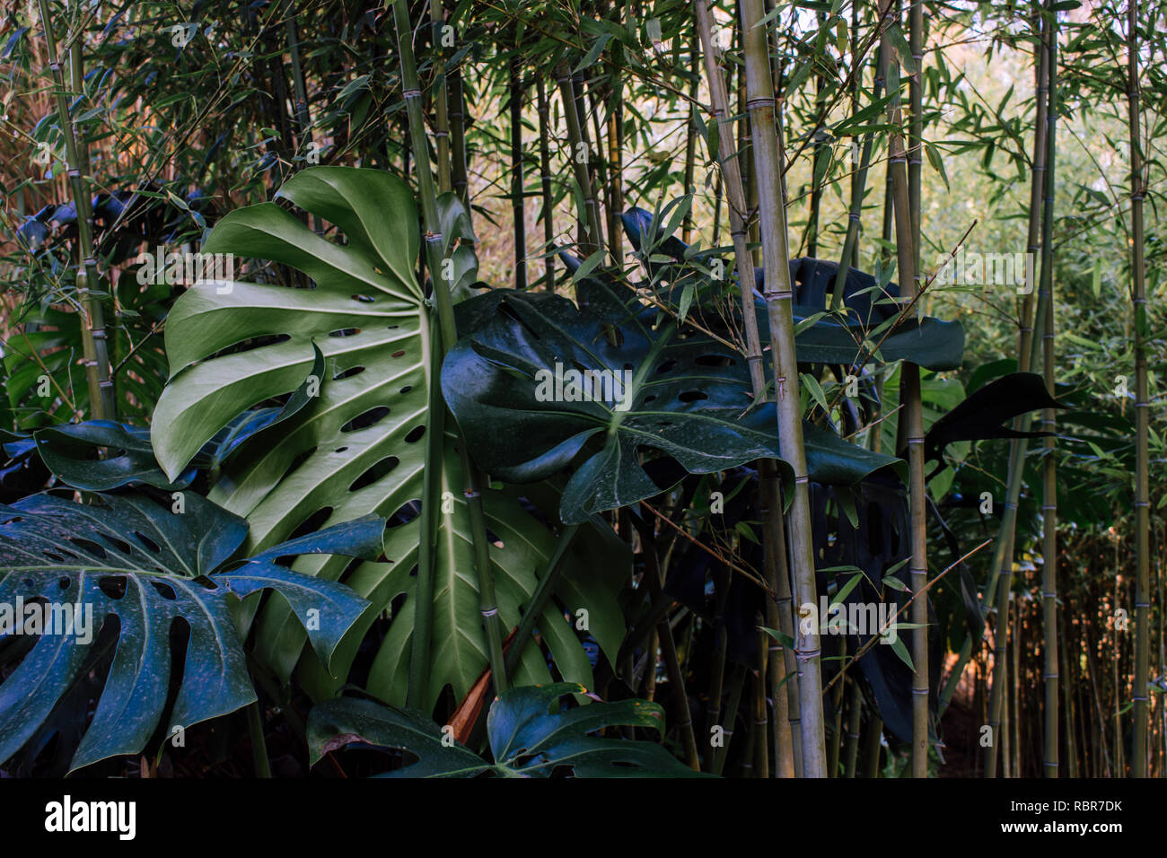 Palmier. Les feuilles de palmier dans le parc de Benalmadena, Andalousie, espagne. Banque D'Images