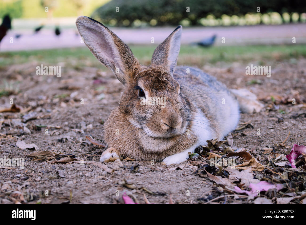 Lapin. Lapin Gris dans le parc de Benalmadena, Andalousie, espagne. Banque D'Images