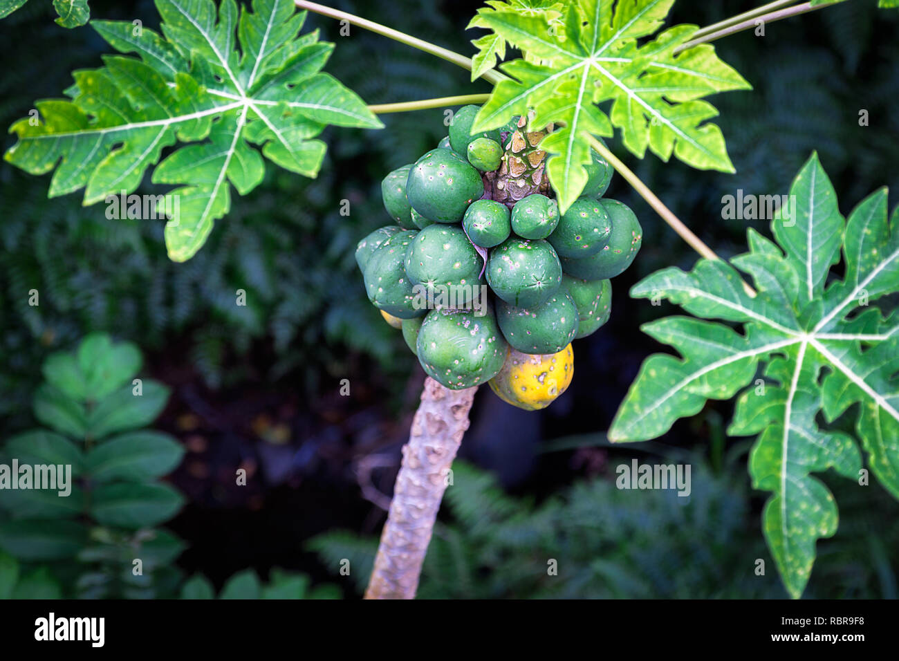 Papaya tree développe avec beaucoup de fruits sur l'île Oahu, Hawaii Banque D'Images