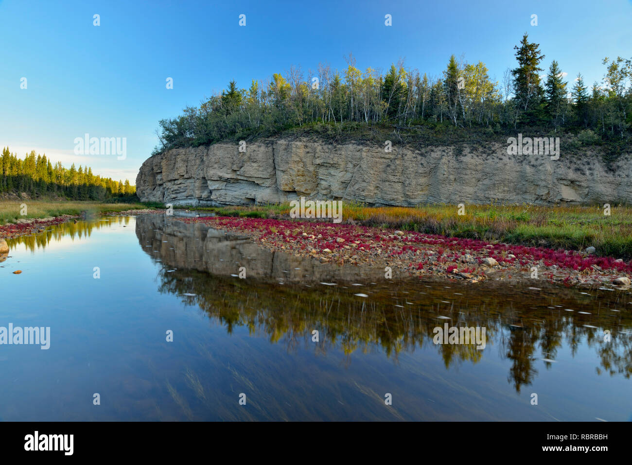 La végétation (résistantes au sel salicorne rouge) croissant le long de la rive de la rivière Salt, le parc national Wood Buffalo, Alberta, Canada Banque D'Images