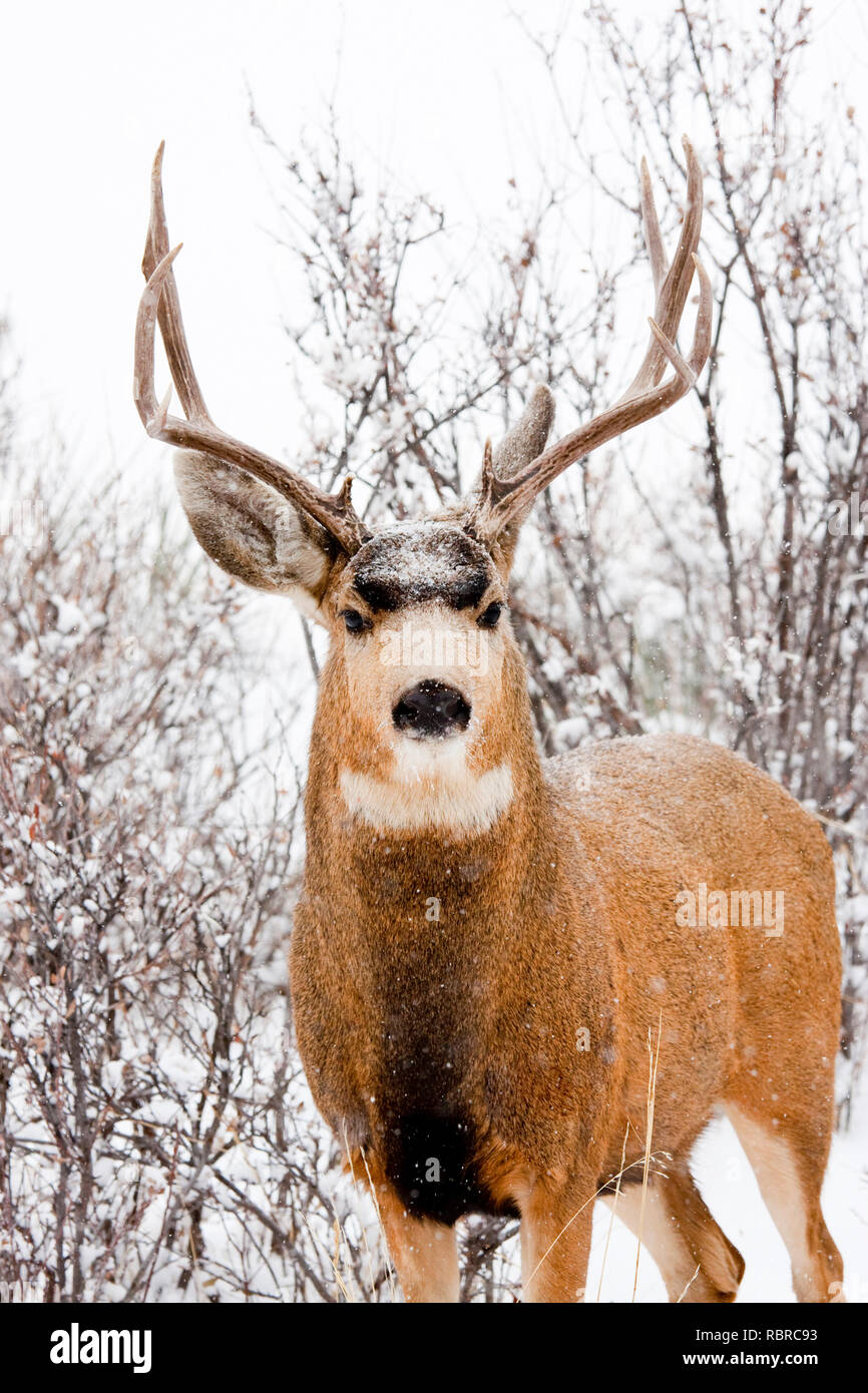 Le cerf mulet brave une tempête de Colorado à froid. Banque D'Images