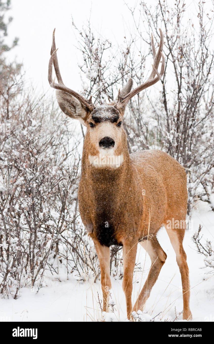 Le cerf mulet brave une tempête de Colorado à froid. Banque D'Images
