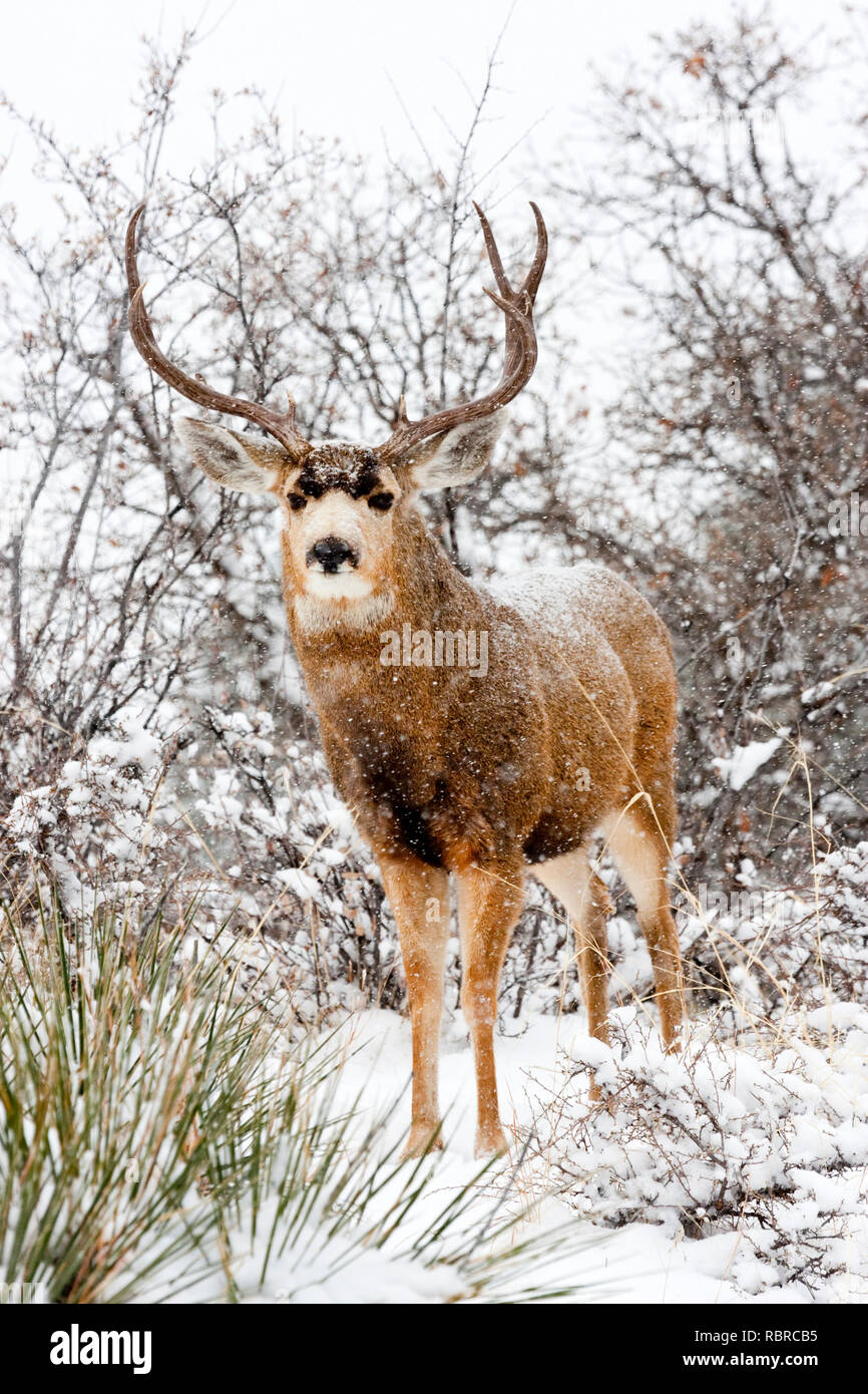 Le cerf mulet brave une tempête de Colorado à froid. Banque D'Images