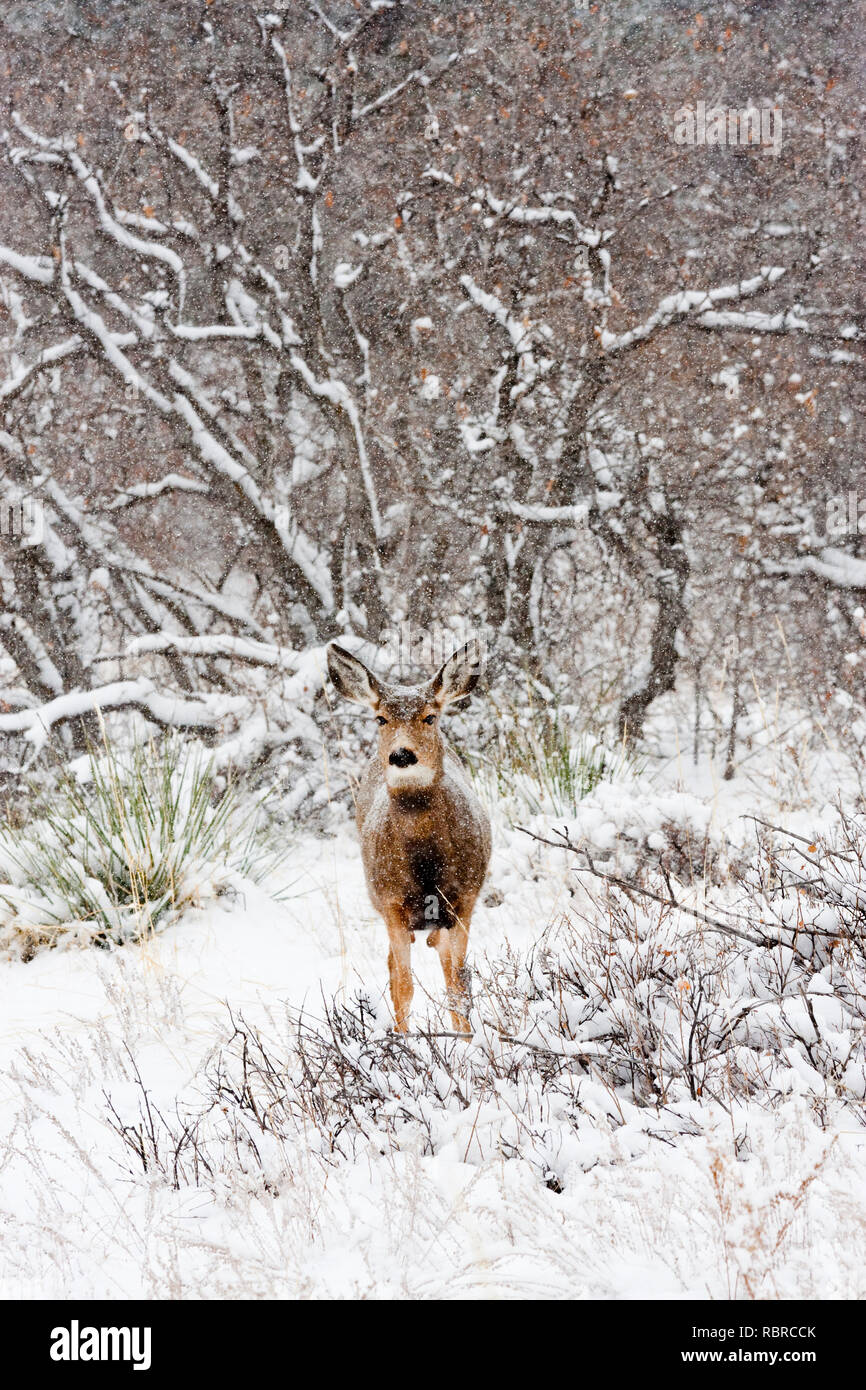 Le cerf mulet brave une tempête de Colorado à froid. Banque D'Images
