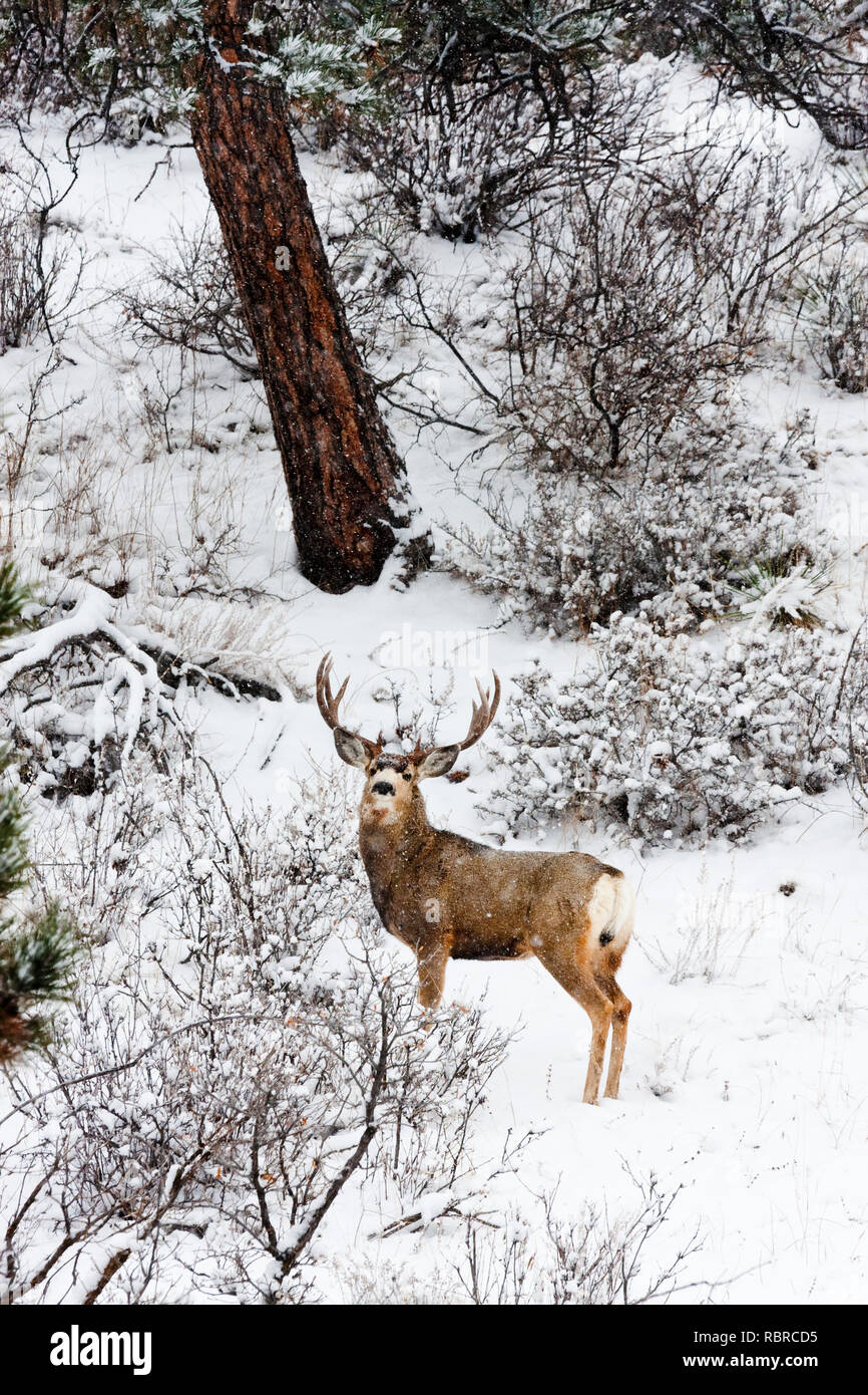 Le cerf mulet brave une tempête de Colorado à froid. Banque D'Images