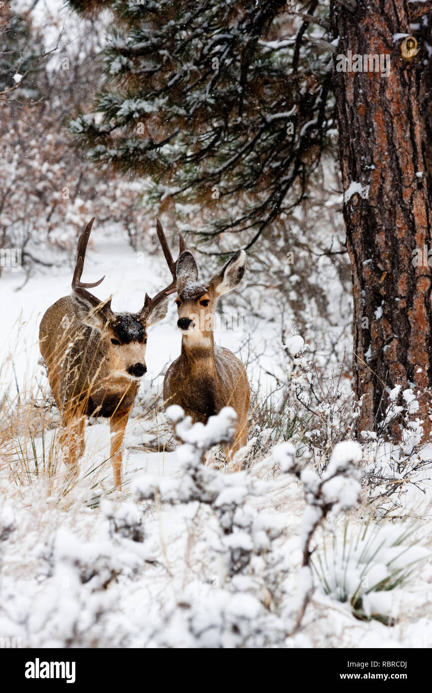 Le cerf mulet brave une tempête de Colorado à froid. Banque D'Images