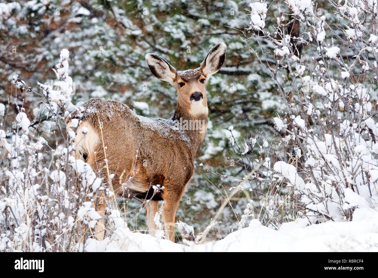 Le cerf mulet brave une tempête de Colorado à froid. Banque D'Images