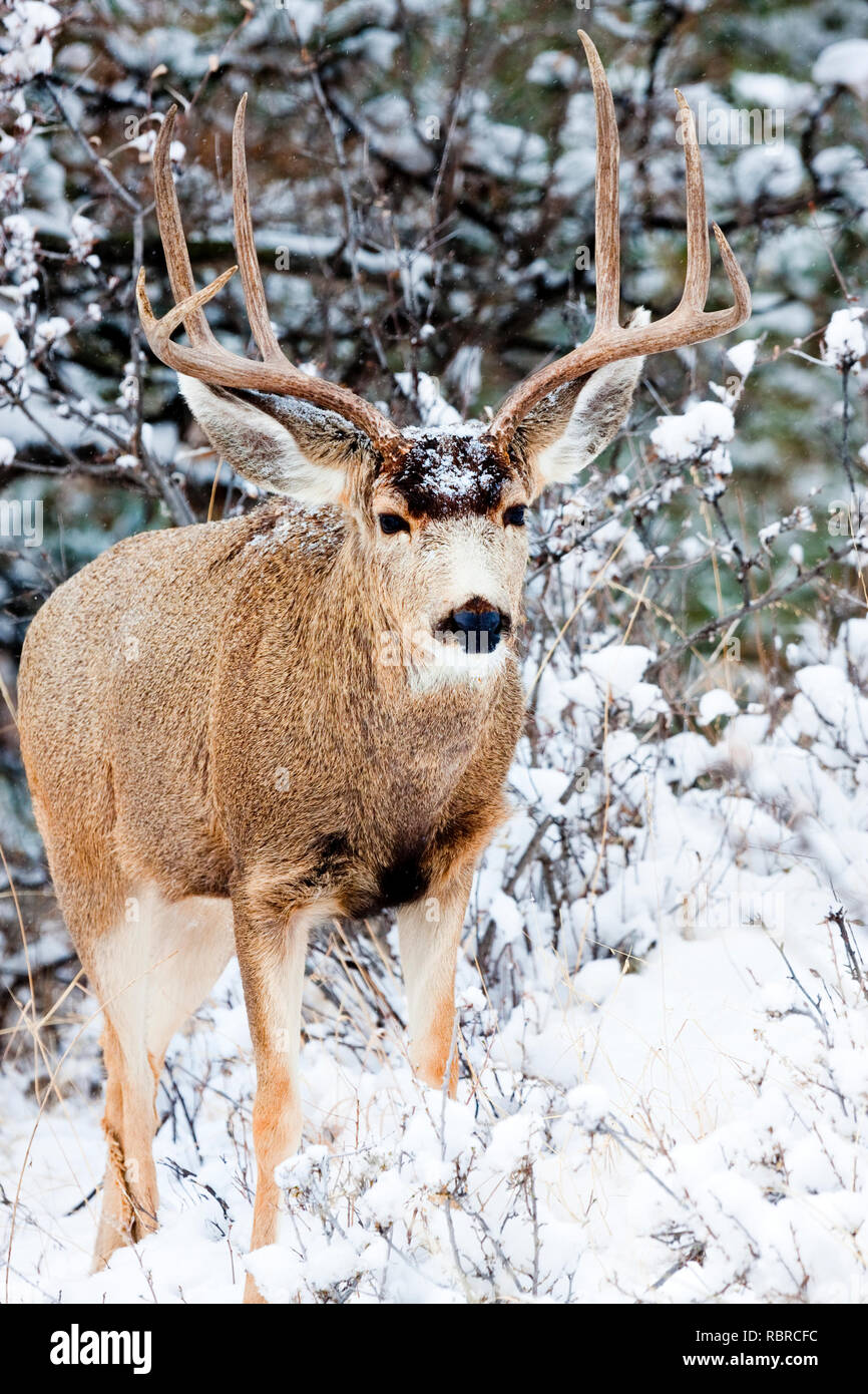 Le cerf mulet brave une tempête de Colorado à froid. Banque D'Images
