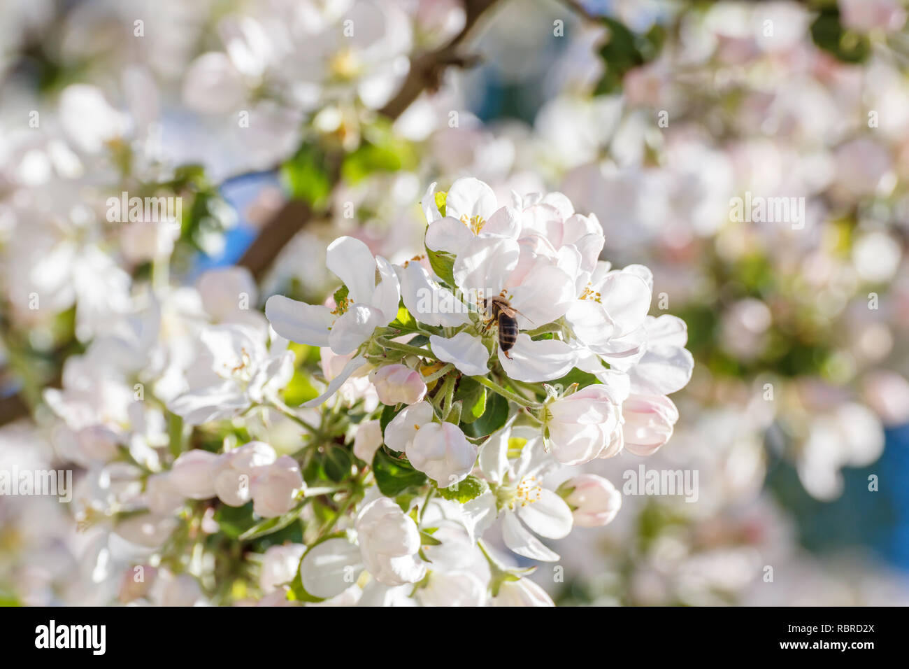 L'abeille sur le pommier au printemps Banque D'Images