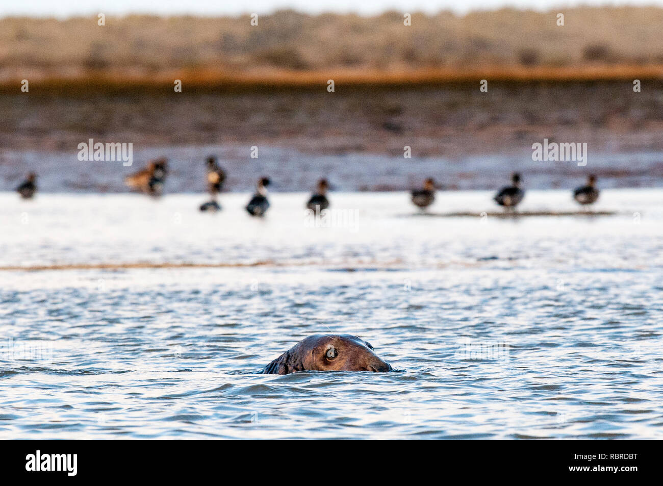 Homme phoque gris, Halichoerus grypus, natation au large de Blakeney point sur la côte nord du comté de Norfolk. Banque D'Images