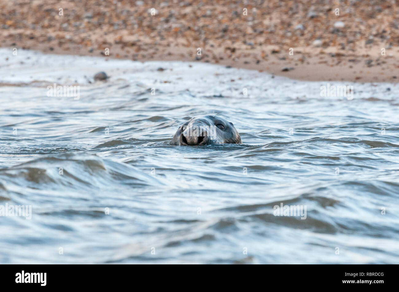 Homme phoque gris, Halichoerus grypus, natation au large de Blakeney point sur la côte nord du comté de Norfolk. Banque D'Images