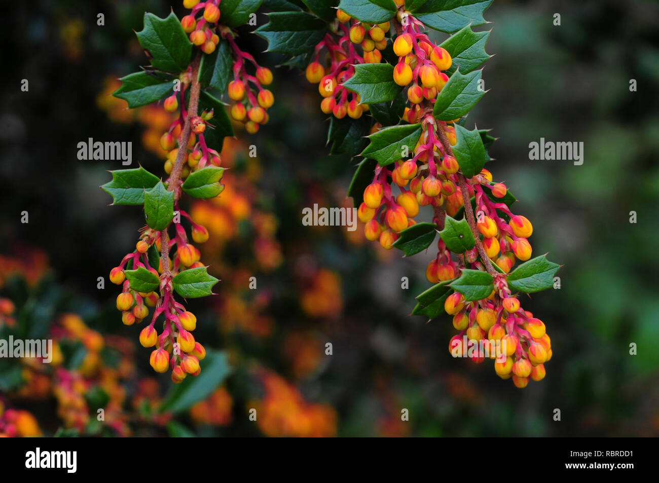 Berberis darwinii boutons de fleurs Banque D'Images