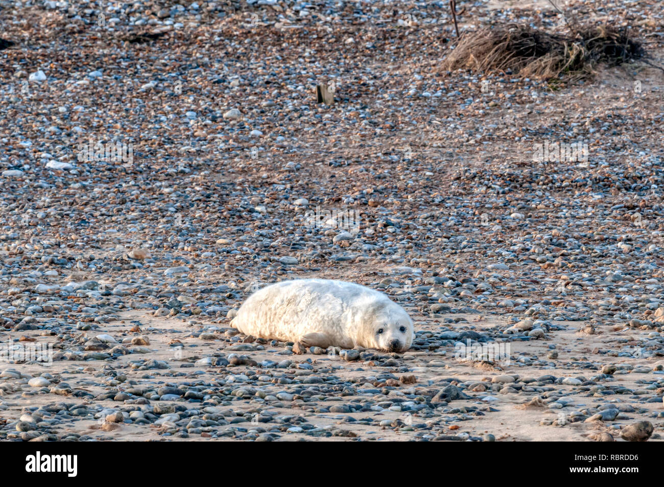 Bébé phoque gris, Halichoerus grypus, H. grypus, sur la plage de Blakeney point sur la côte nord du comté de Norfolk. Banque D'Images