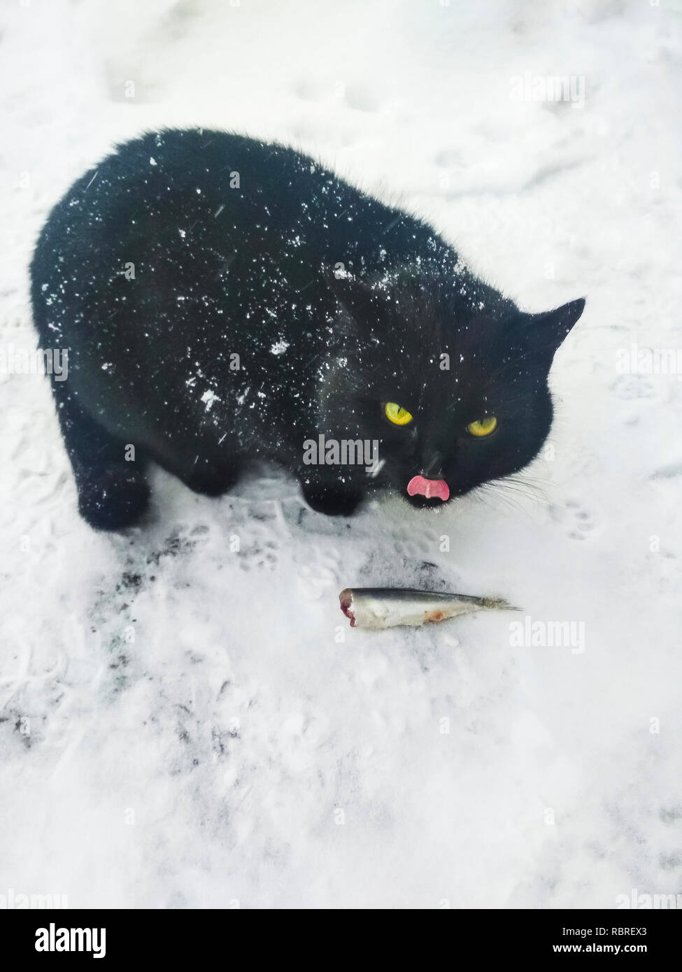 Belle black cat licks lorsque la consommation de poisson Banque D'Images